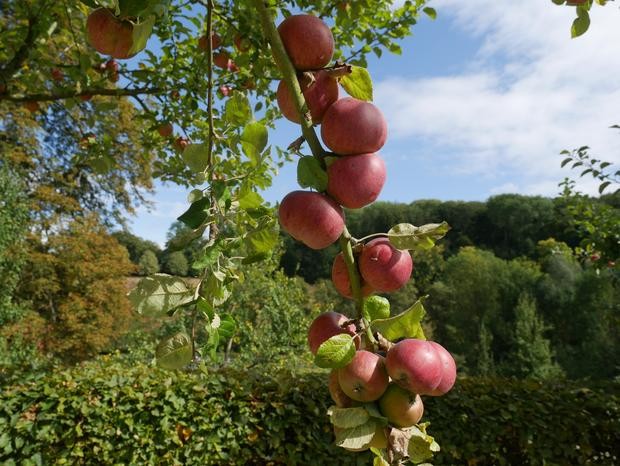 Äpfel im Hintergrund das Gelände des Klosters Dalheim