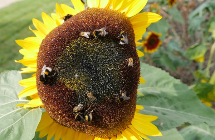 Hummeln auf einer Sonnenblume