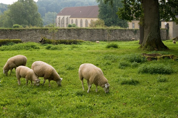Mehrere Schafe stehen vor dem Klostergelände und grasen.