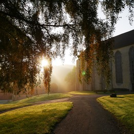 Die Morgensonne strahlt durch die Zweige einer Birke. Daneben führt ein Weg auf die gotischen Kirche zu, die in Dalheim steht.