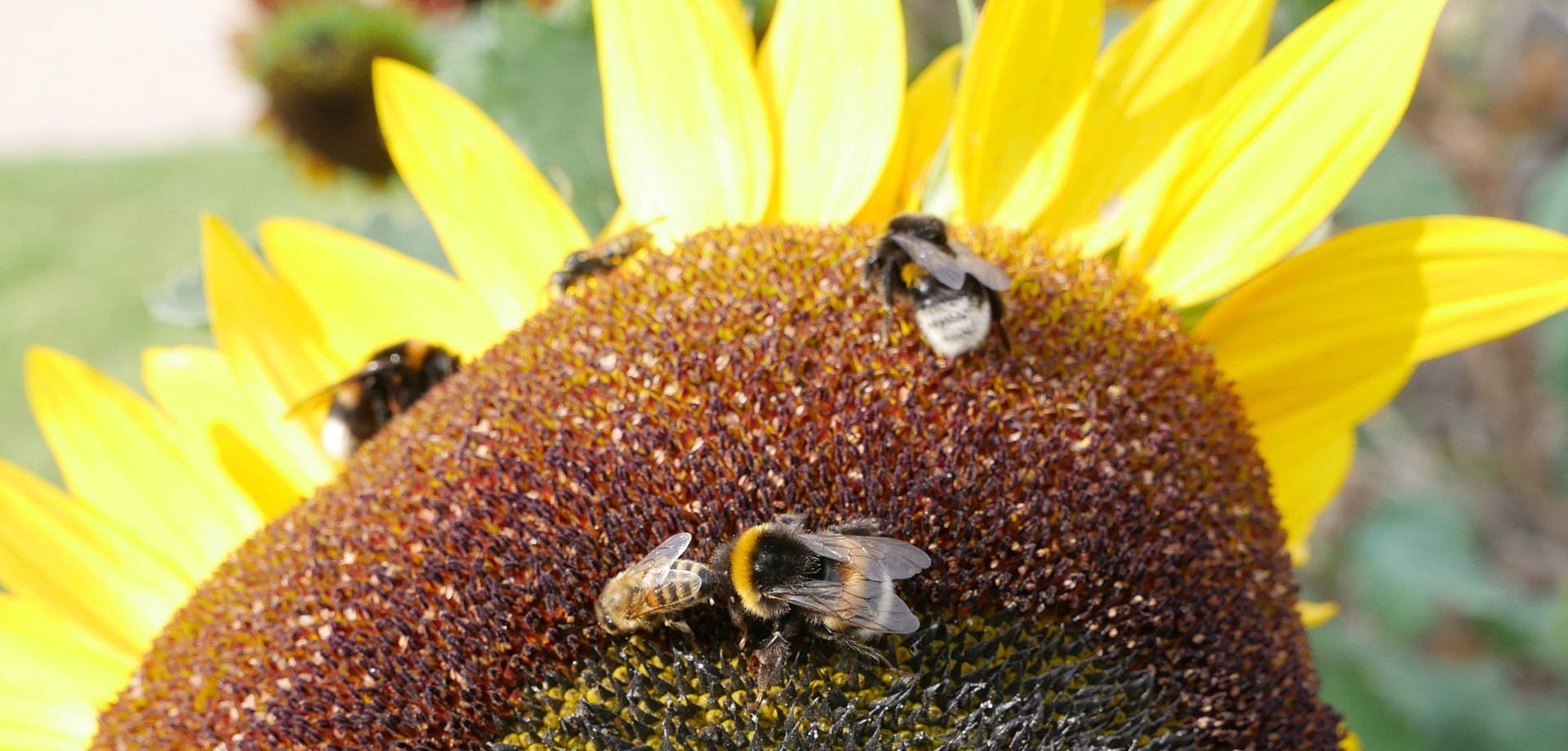 Viele Bienen, Hummeln und Wespen sitzen auf einer Sonnenblume im Kloster Dalheim.