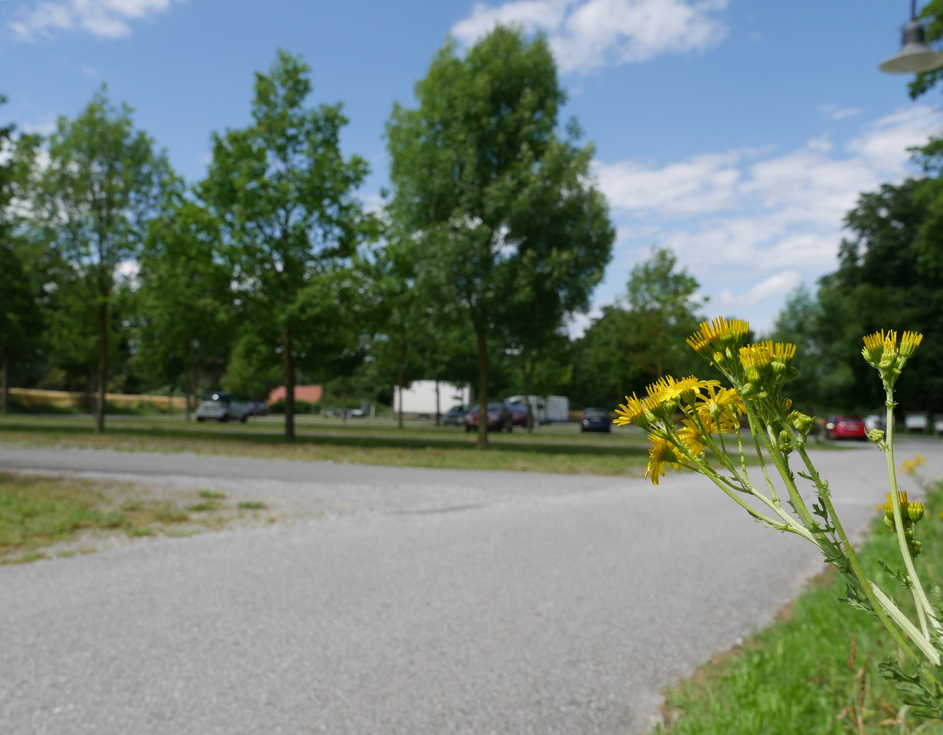 Blumen im Vordergrund und Parkplatz des Museums im Hintergrund