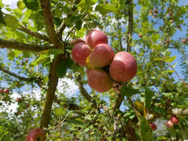 Am Baum hängen einige reife Äpfel.