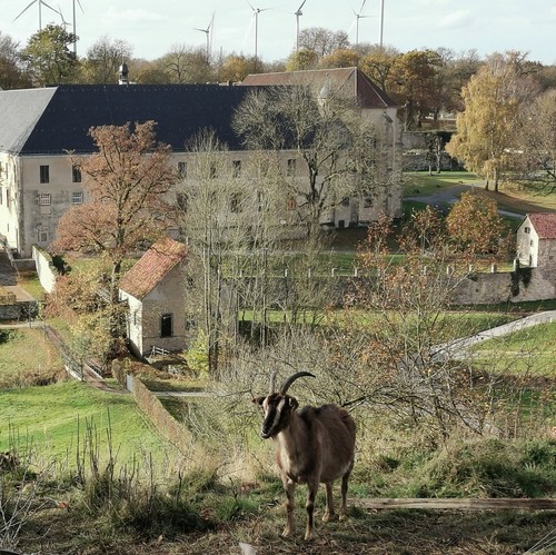 Blick auf das Klostergelände in Dalheim. Im Vordergrund steht eine Ziege.