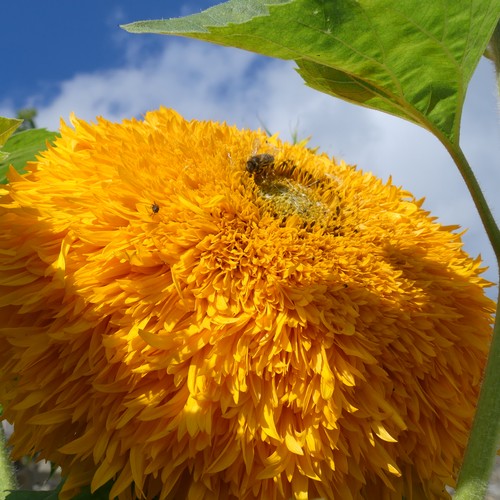 Eine Biene und eine Fliege sitzen auf einer gefüllten Sonnenblume.