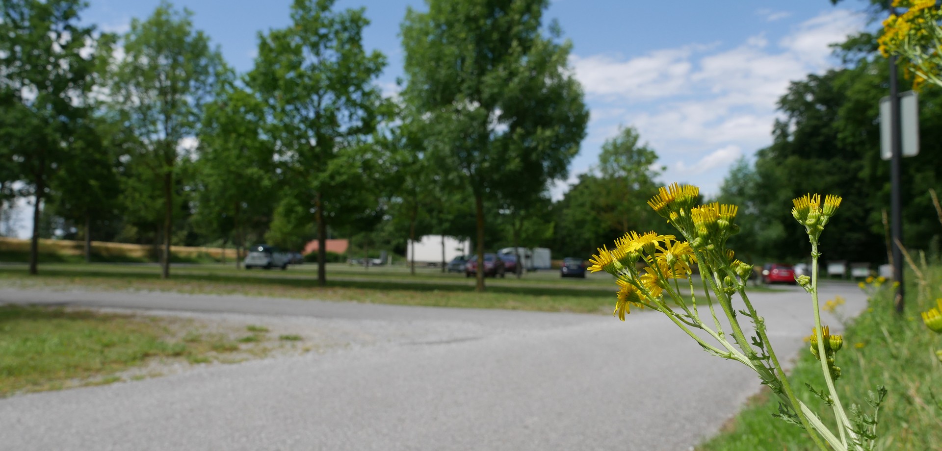 Blumen im Vordergrund und Parkplatz des Museums im Hintergrund