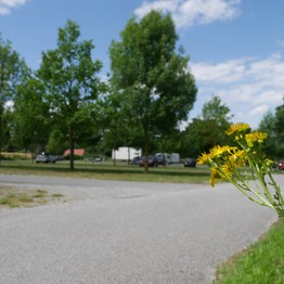 Blumen im Vordergrund und Parkplatz des Museums im Hintergrund