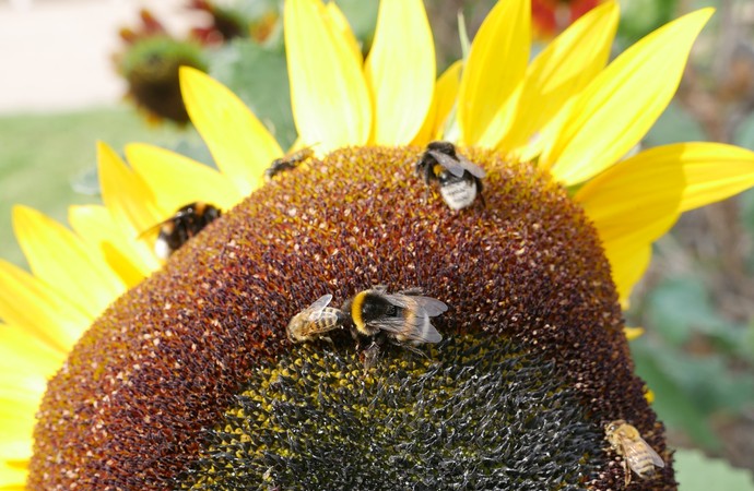 Bienen und Hummeln auf einer großen Sonnenblume