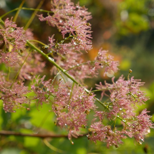 Tautropfen glitzern an den feinen, rosa Härchen einer Pflanze vor grünem Hintergrund.