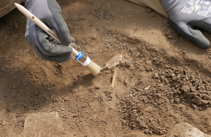 Archäologen legen Knochen mit einem Pinsel frei