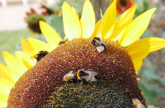 Hummeln und Bienen sitzen auf einer großen Sonnenblume im Kloster Dalheim.