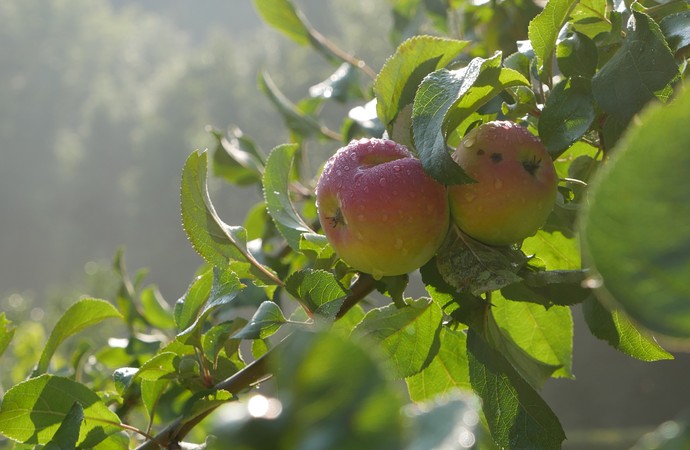Zwei Äpfel an einem Zweig in der Sonne.