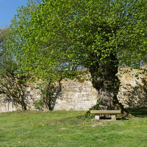 Auf der Rasenfläche steht eine Bank unter einer alte Linde. Dahinter verläuft eine hohe Mauer aus Bruchstein.