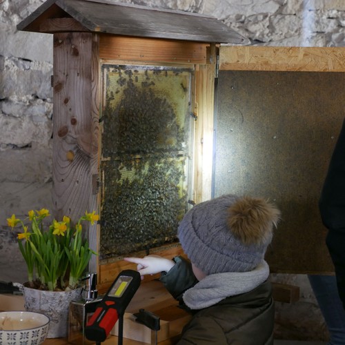 Ein Kind schaut sich eine Schaubienenwabe mit vielen echten Bienen an.