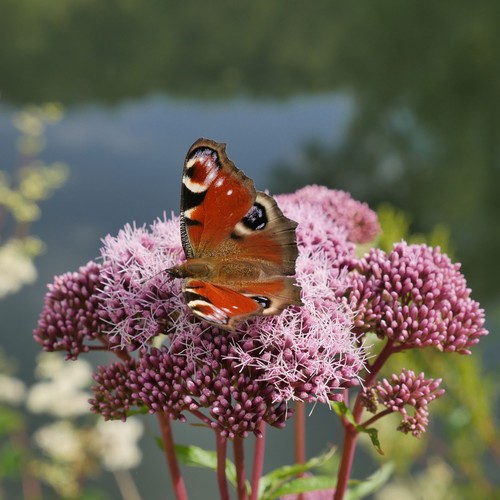 Ein Schmetterling sitzt auf einer Rosa Blüte am Dalheimer Klosterteich.