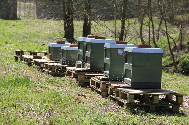 Mehrere Bienenstöcke stehen auf dem Gelände des Klosters Dalheim.