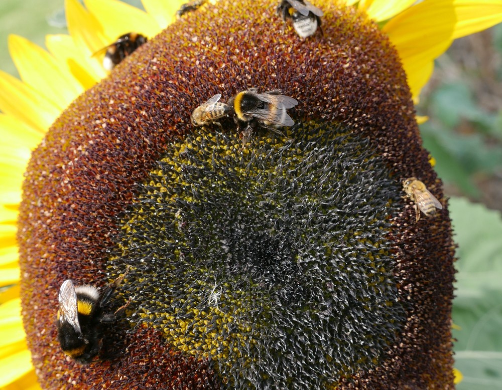 Viele Bienen, Hummeln und Wespen sitzen auf einer Sonnenblume im Kloster Dalheim.